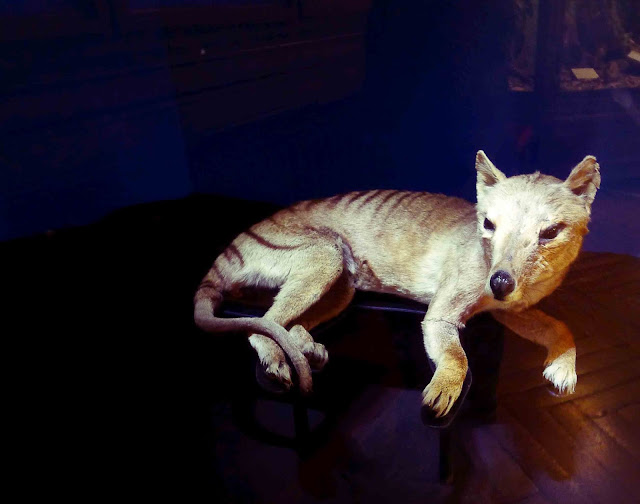 Tasmanian Tiger