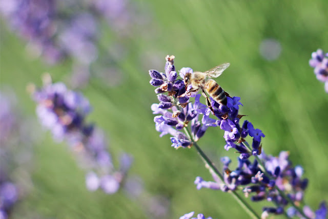 Lavanda Fest