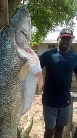Huge Fish caught in Ibadan Nigeria!