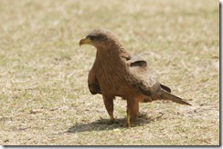 Black Kite
