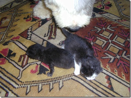 daphne's kitties