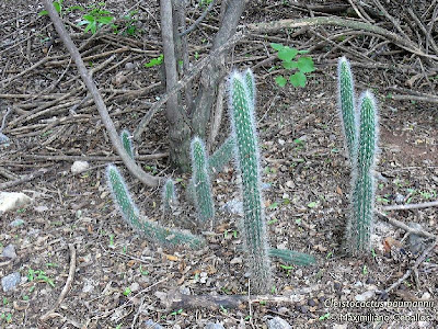 Cola de gato Cleistocactus baumannii