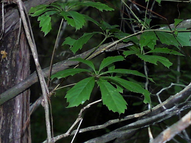 Девичий виноград семилисточковый (Parthenocissus heptaphylla)