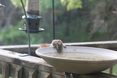red squirrel at birdbath