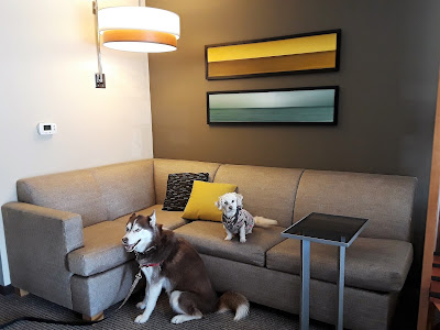 Great dog friendly hotel, Pet friendly Hyatt Place Hotels. Pet friendly hotel in Florida,  Dog Friendly Travel