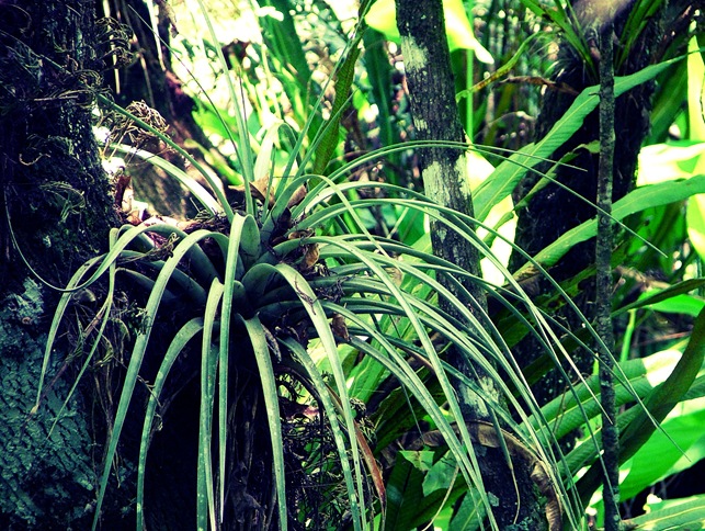 airplant