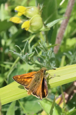 Large skipper at New Ferry Butterfly Park. Photo: Roy Lowry
