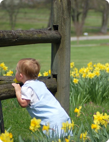 jack in the daffodils