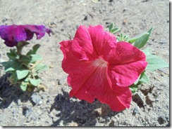 Pansies