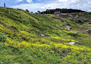 Flower Sutro Baths