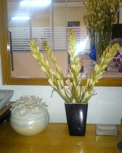  Bunga Sedap Malam Sebagai Hiasan Interior Kantor SAFA 