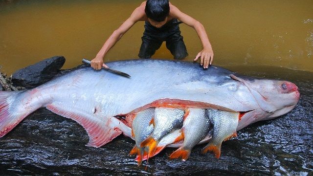  Gambar Ikan Besar  Indonesia yang Pernah Ditangkap Dunia