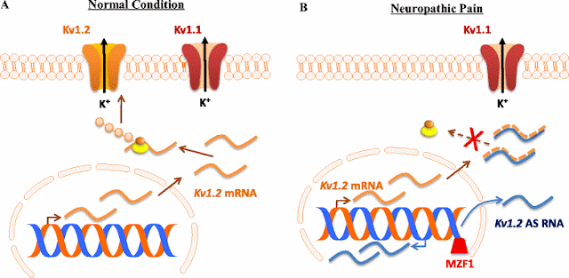 Nerve injury