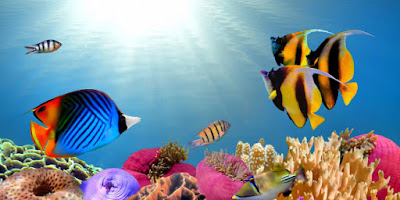 fish widescreen wallpaper