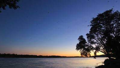 Sunset and Bats Pat 001
