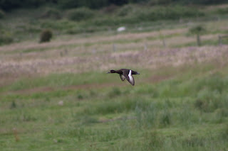 Female Tufted Duck flying