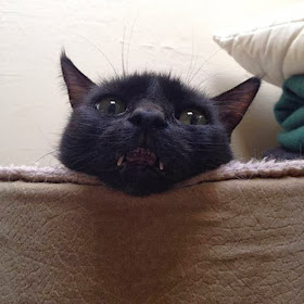 Funny cats - part 87 (40 pics + 10 gifs), cat with long tusk makes him look like a vampire