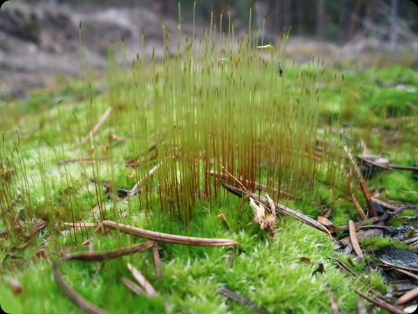 Tiny Woodland Wonders