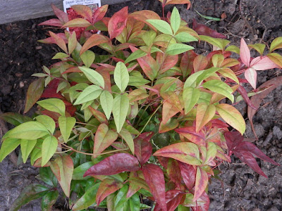 Nandina Nana - Dwarf nandina care and culture