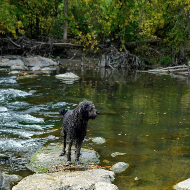 Dog on the rocks in the Don River