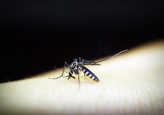 dengue mosquito