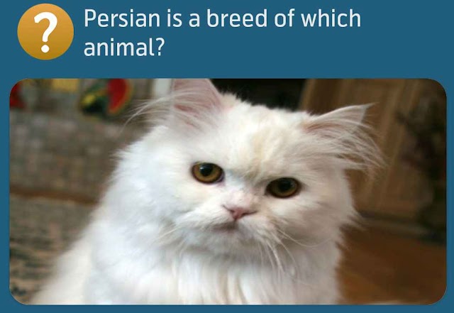 Persian is a breed of which animal?