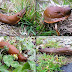 Get ready for the snail attack in the garden after the rain