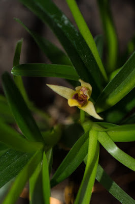 Maxillaria acervata - Bundled Maxillaria care