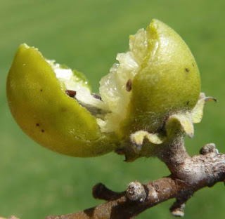 Fruit of Jackalberry tree