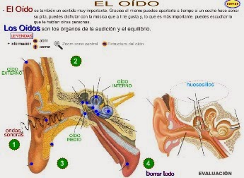 http://www.eltanquematematico.es/lossentidos/oido/oido_p.html