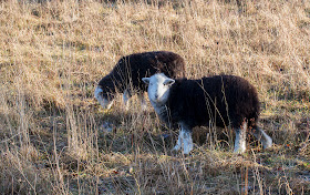 Sheep grazing on New Hill, 20 December 2013.