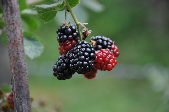 How to Incorporate Black Mulberry into Your Diet for Health Benefits