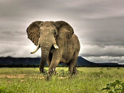 imagen de elefante en safari 