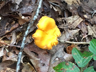 Wild Mushrooms, Wild Edibles, Chanterelle Mushrooms