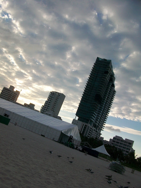 Seagulls,Miami,Beach