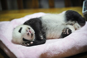 Cute baby pandas born in China, cute baby panda photos, baby pandas