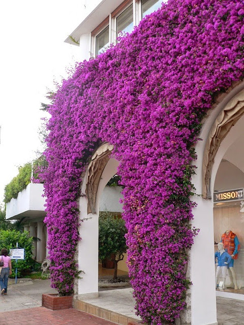 decorate flowers on walls