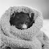 Fotos tiernas de ratones y Hamsters durmiendo