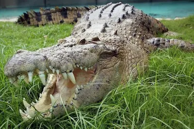 Saltwater Crocodile