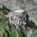 Hummingbird Nest