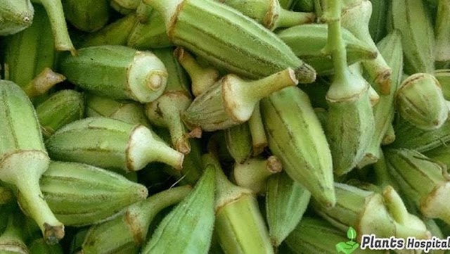 Health benefits of okra are wonderful