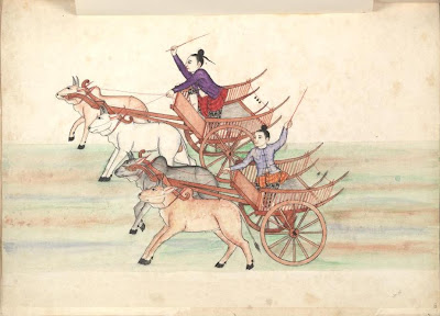 Bullock cart race