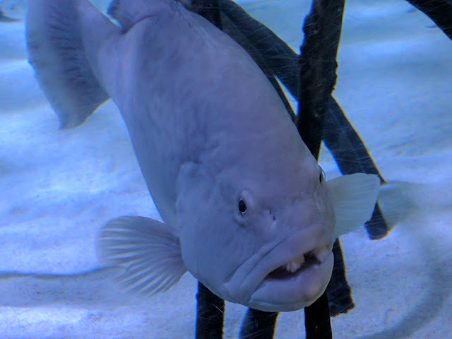 More Vacation Pictures:  The Florida Aquarium --How Did I Get Here? My Amazing Genealogy Journey