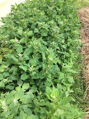 Jeunes pousses de quinoa du Morbihan
