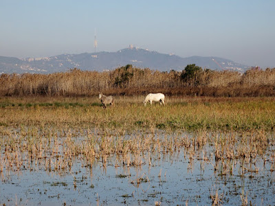 Senderismo por el parque natural del Llobregat