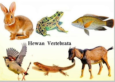 Hewan vertebrata