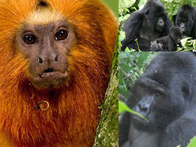 4 Days Gorilla Tracking in Volcanoes National Park | Dian Fossey’s Grave Hike | Golden monkey tracking