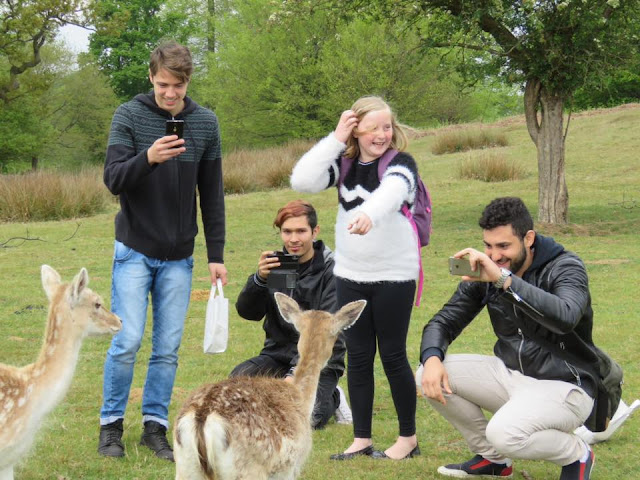 Knole deers