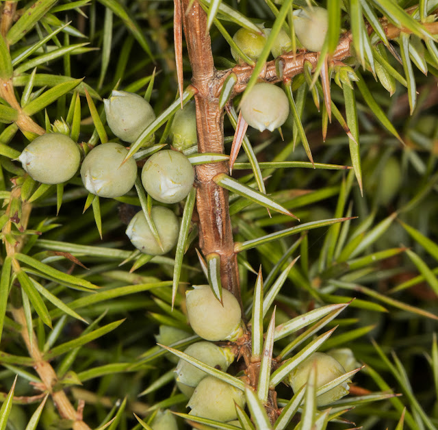 Unripe Juniperus communis berries.  Riddlesdown quarry, 28 December 2015.
