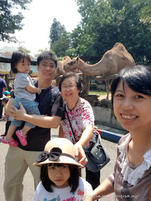 Zoo Johor, camel